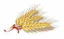 grano