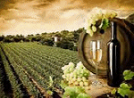vigna_vino